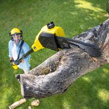 Best Palm Tree Trimming  in North Arlington, NJ