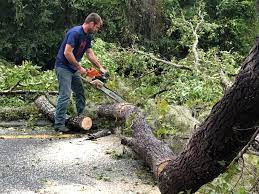 Best Leaf Removal  in North Arlington, NJ