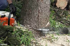 Best Tree Maintenance Programs  in North Arlington, NJ