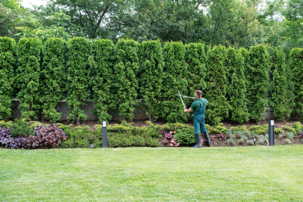 Best Sod Installation  in North Arlington, NJ