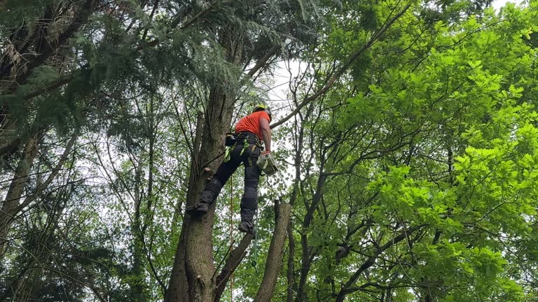 Best Tree Risk Assessment  in North Arlington, NJ