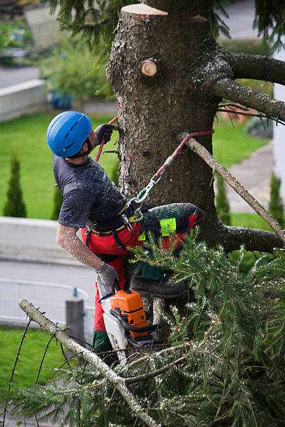 Best Lawn Watering Services  in North Arlington, NJ