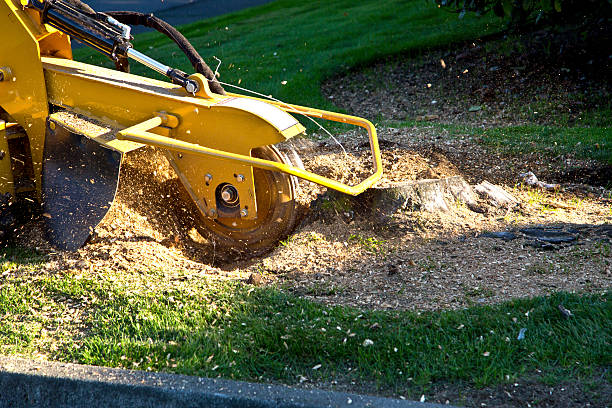 Best Lawn Mowing  in North Arlington, NJ