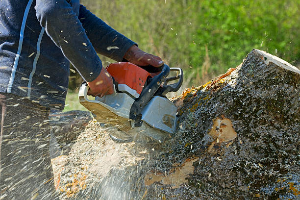 Best Tree Disease Treatment  in North Arlington, NJ