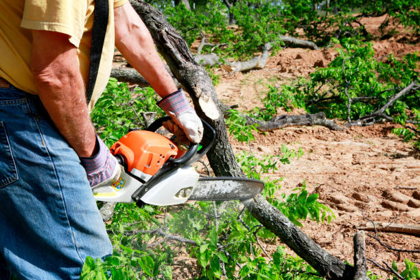 Best Tree Health Inspection  in North Arlington, NJ